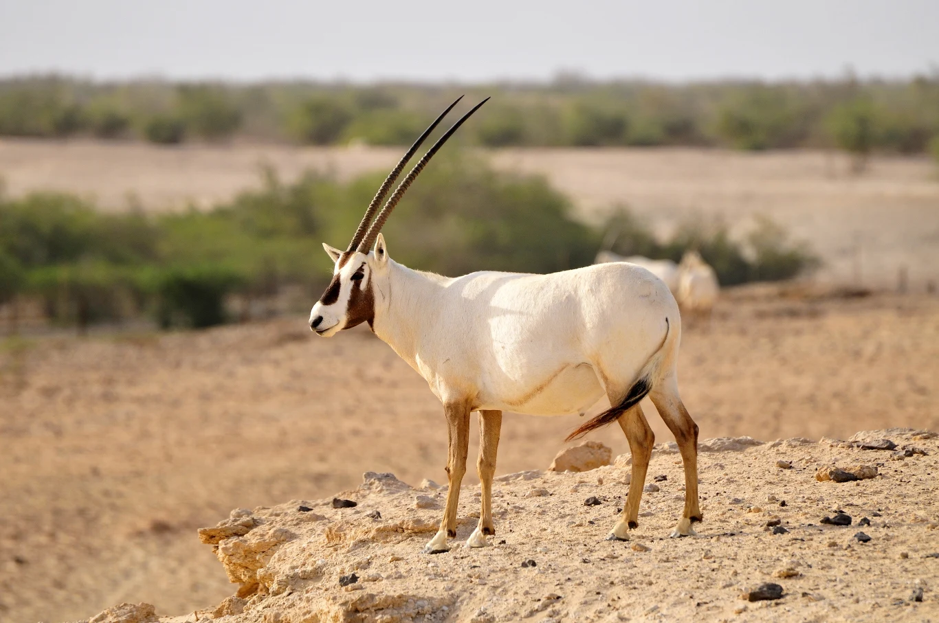 Oryks arabski z boku może przypominać... jednorożca