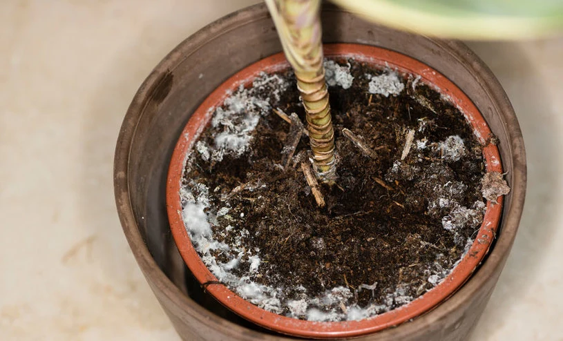 Jak pozbyć się pleśni z doniczki? Z pomocą przychodzi kuchenny produkt do pieczenia ciast. Jak pozbyć się pleśni z doniczki? Z pomocą przychodzi kuchenny produkt do pieczenia ciast.