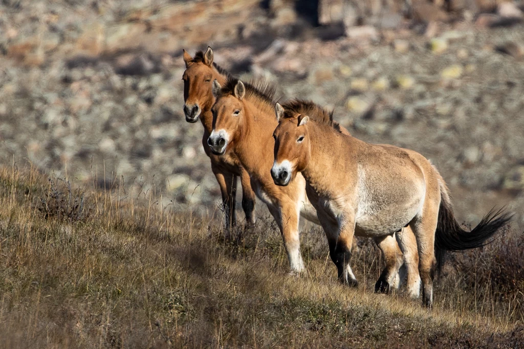 Konie Przewalskiego to przykład reintrodukcji gatunków. W Parku Narodowym Chustajn nuruu w Mongolii żyją osobniki, które przetrwały dzięki pracy naukowców i ekologów