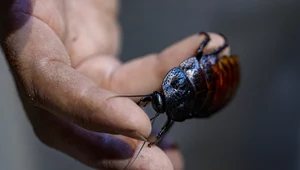 Bezkręgowce są często pomijane w szacunkach dotyczących kryzysu bioróżnorodności. Jednak, jeśli wziąć je pod uwagę, okazuje się, że działalność człowieka zaowocowała wymarciem setek tysięcy gatunków