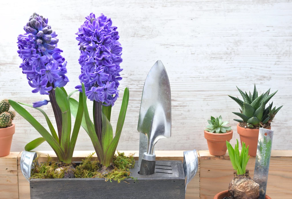 Hiacynt jest idealnym kwiatem zarówno do mieszkania, jak i ogrodu