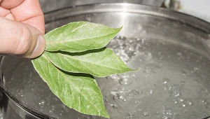 Rozkrusz i zalej wrzątkiem. Napar z liści laurowych jest bardzo łatwy w przygotowaniu!