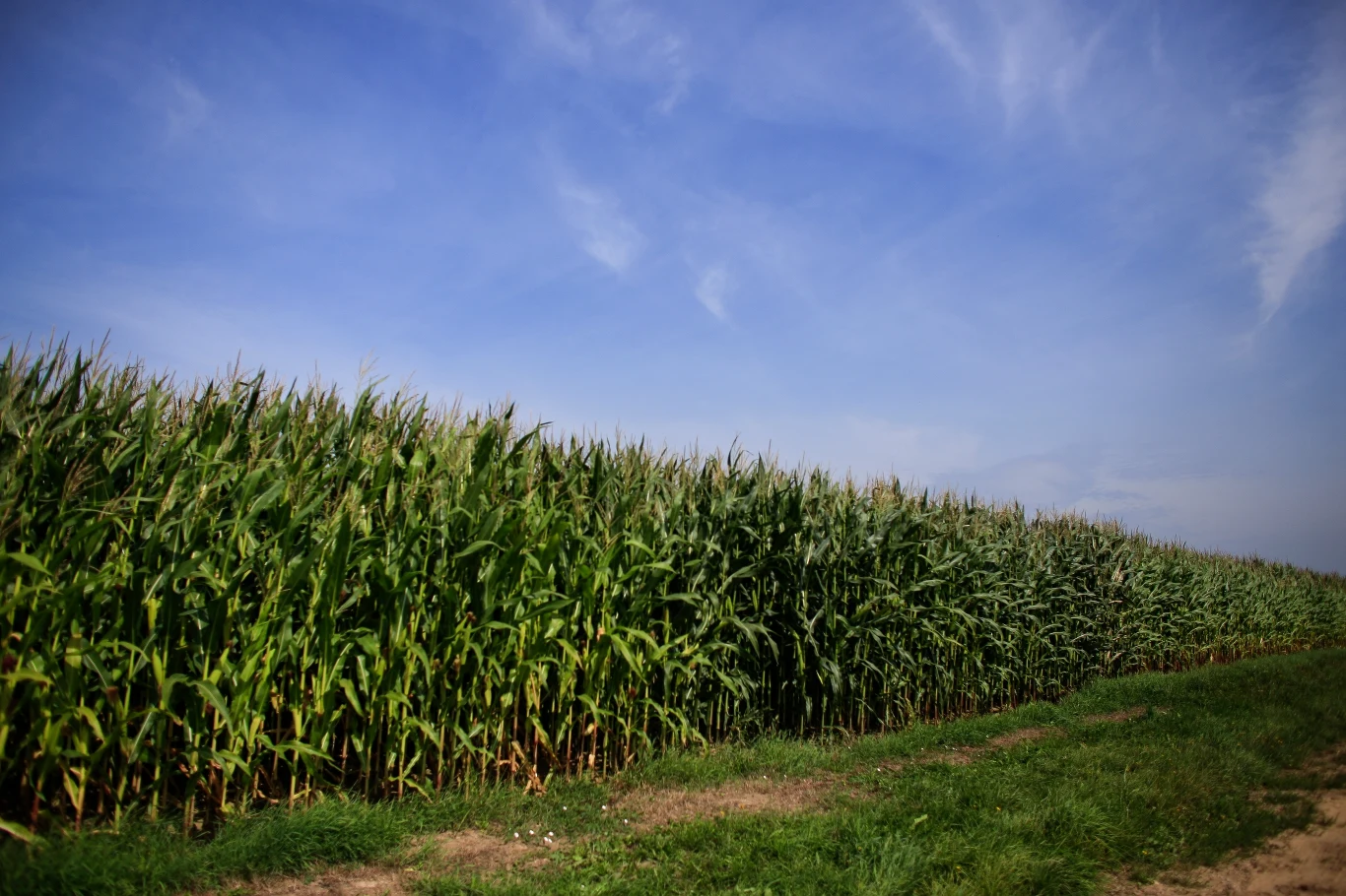 Pole kukurydzy.