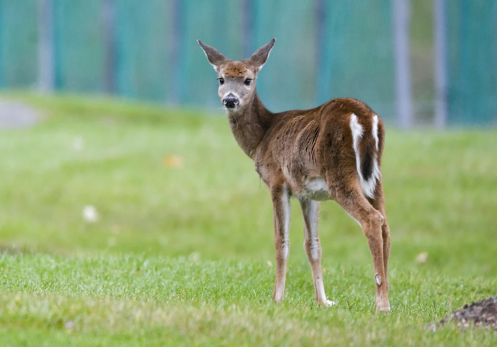 U jeleni w USA wykryto koronawirusa. Czy to oznacza, że powinniśmy się bać nowych mutacji? 