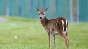 Naukowiec ostrzega: koronawirus u jeleni może wpłynąć na pandemię u ludzi