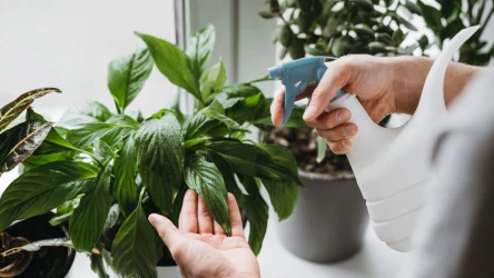 Mszyce na skrzydłokwiecie możemy zwalczyć opryskiem z szarego mydła. 