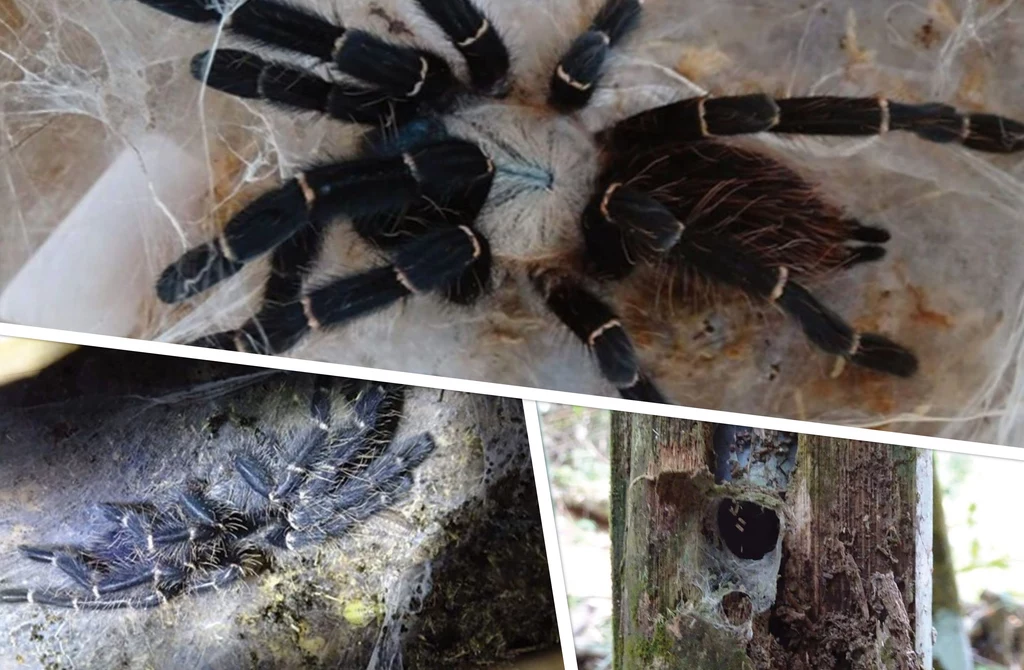 Taksinus bambus - nowy gatunek tarantuli żyjący tylko na bambusach