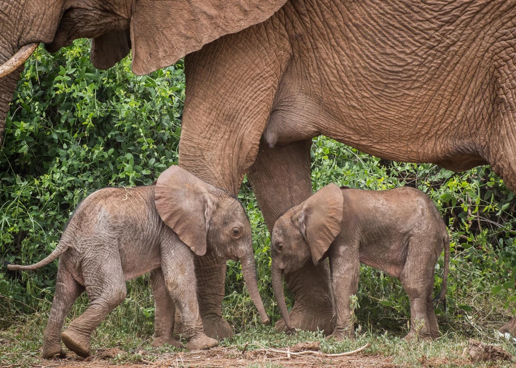 W Kenii urodziły się bardzo rzadkie bliźnięta słoni