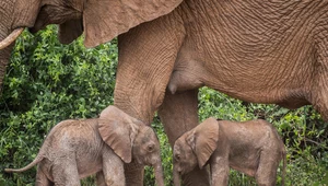 Bliźnięta słoni urodziły się w Kenii. To wyjątkowo rzadkie wydarzenie