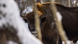 Białowieski Park Narodowy przygotowuje się do liczenia żubrów