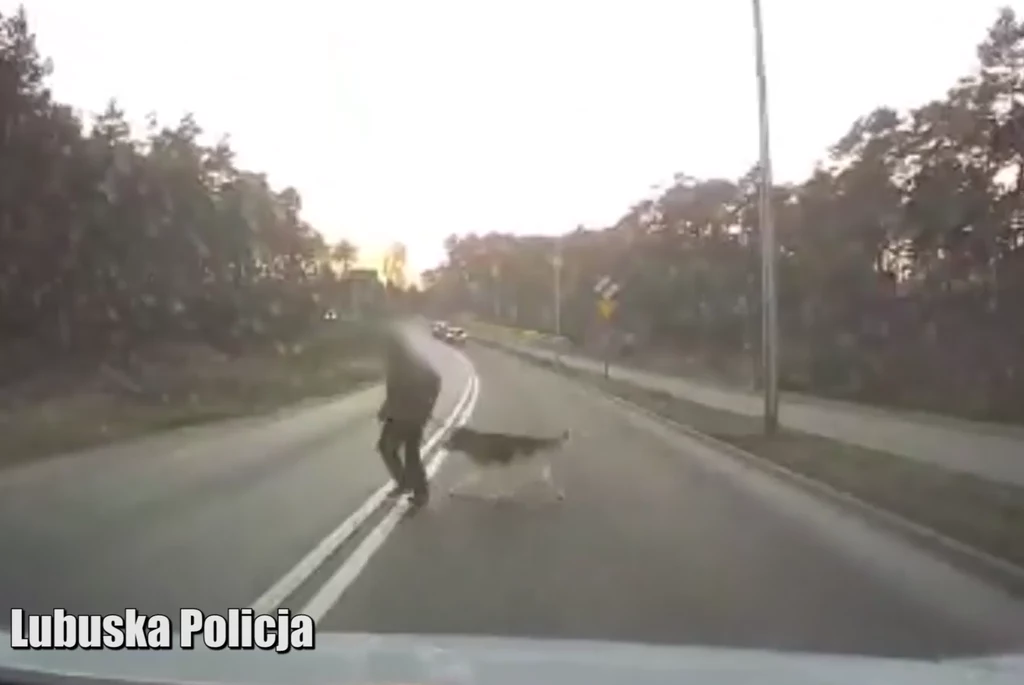 Policjanci z Zielonej Góry poszukują nieodpowiedzialnej pieszej, która z psem wyszła na drogę przed jadące auto