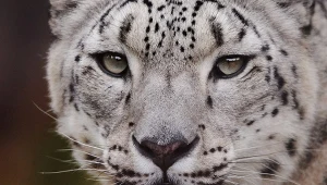 Samica irbisa śnieżnego zmarła w warszawskim zoo. Powikłania po COVID-19