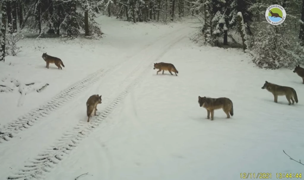 Fotopułapka na terenie Drawieńskiego Parku Narodowego zarejestrowała wilczą rodzinę