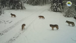 Wilcza rodzina w Drawieńskim Parku Narodowym. Niesamowite nagranie!