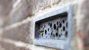 Cegły dla pszczół i budki dla jerzyków obowiązkowe w każdym domu