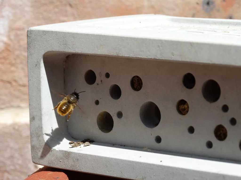 Czy cegły z otworami dla pszczół to lek na zanikającą bioróżnorodność? Na pewno nie uzdrowi to całego środowiska, ale od czegoś trzeba zacząć - przekonują inicjatorzy pomysłu