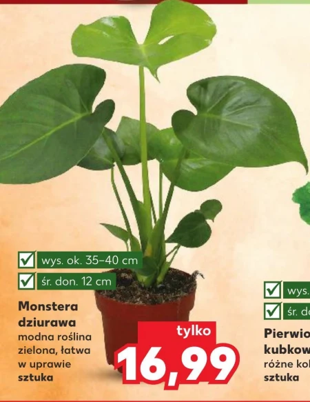 philodendron painted lady pflege Buy Philodendron Painted Lady Variegated main image 0