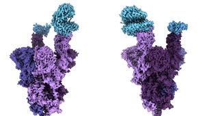 Tak wygląda białko S wariantu Omikron