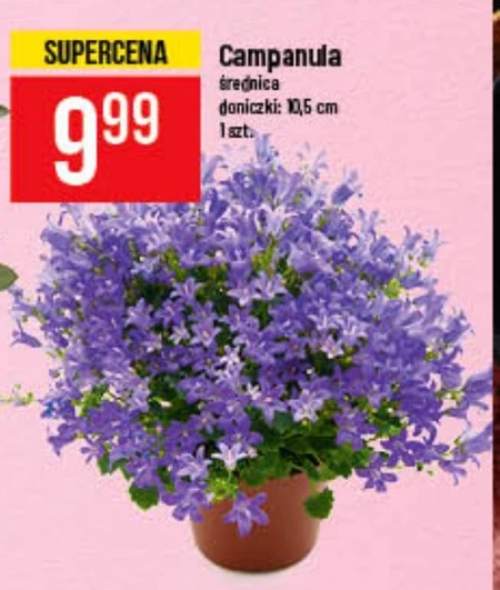 Campanula