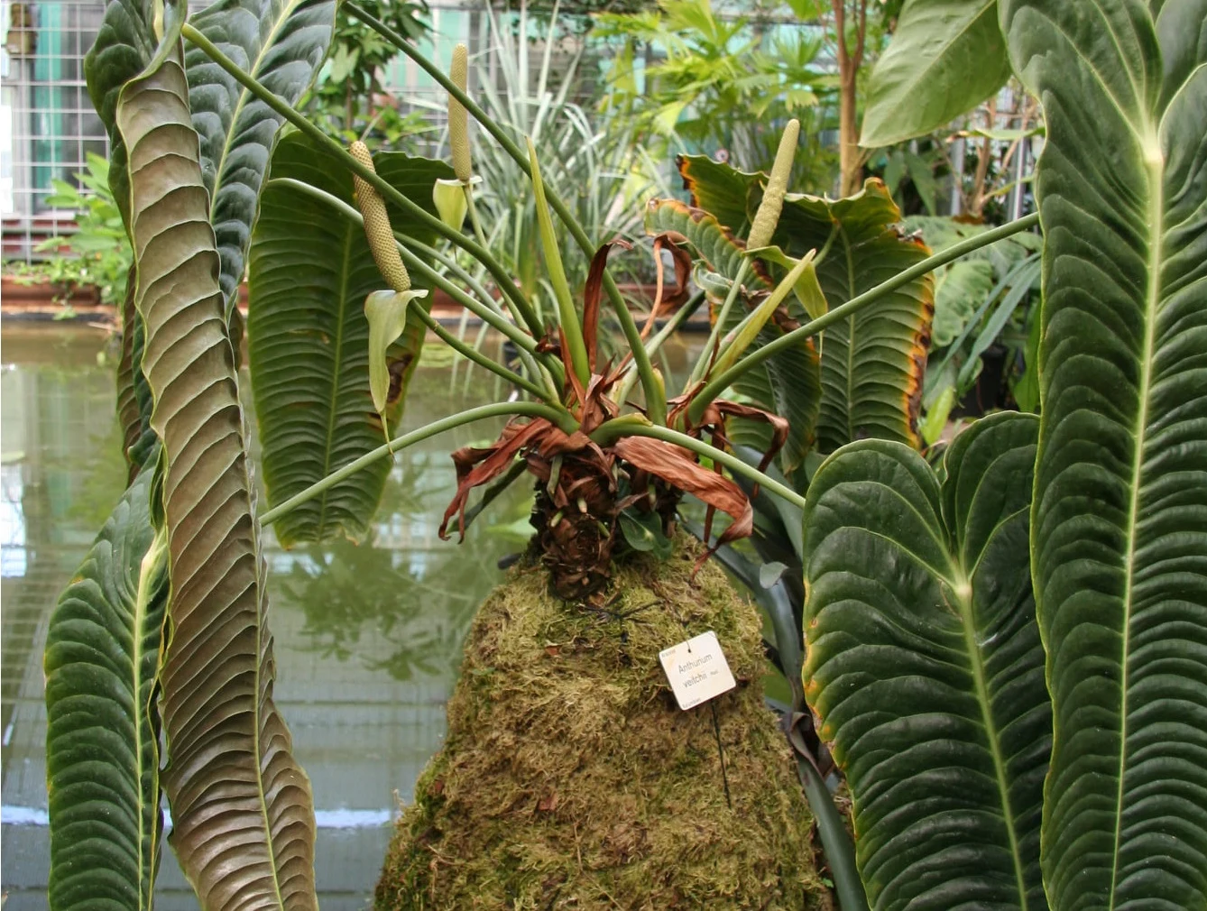 Zniknięcie rośliny zgłoszono policji Zniknięcie rośliny zgłoszono policji