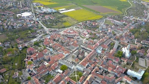 Jawor. Zdjęcie ilustracyjne