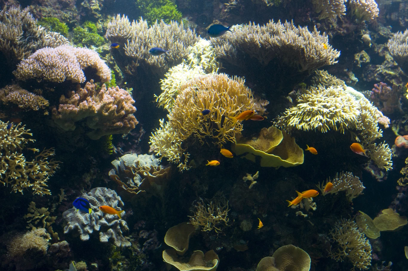 Rafa koralowa we francuskim oceanarium w Brest (zdjęcie ilustracyjne). Rafa koralowa we francuskim oceanarium w Brest (zdjęcie ilustracyjne).