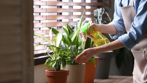 Zmieszaj te spryskaj i podlej rośliny. Szkodniki przestaną je atakować 