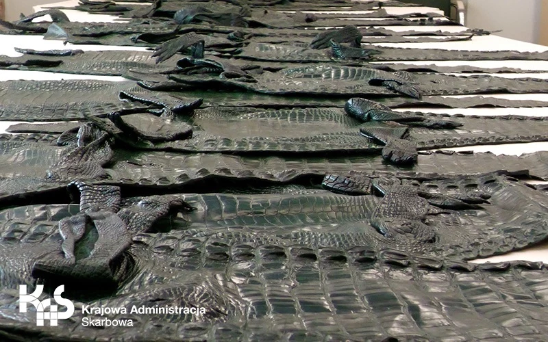 Polscy celnicy znaleźli w dwóch przesyłkach 42 skóry krokodyli. Paczki miały zawierać używaną odzież