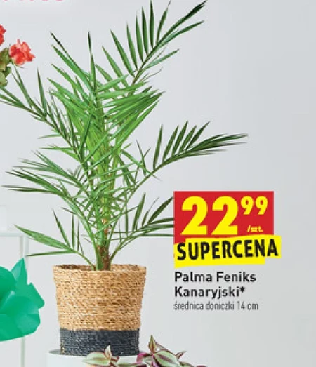 Palma