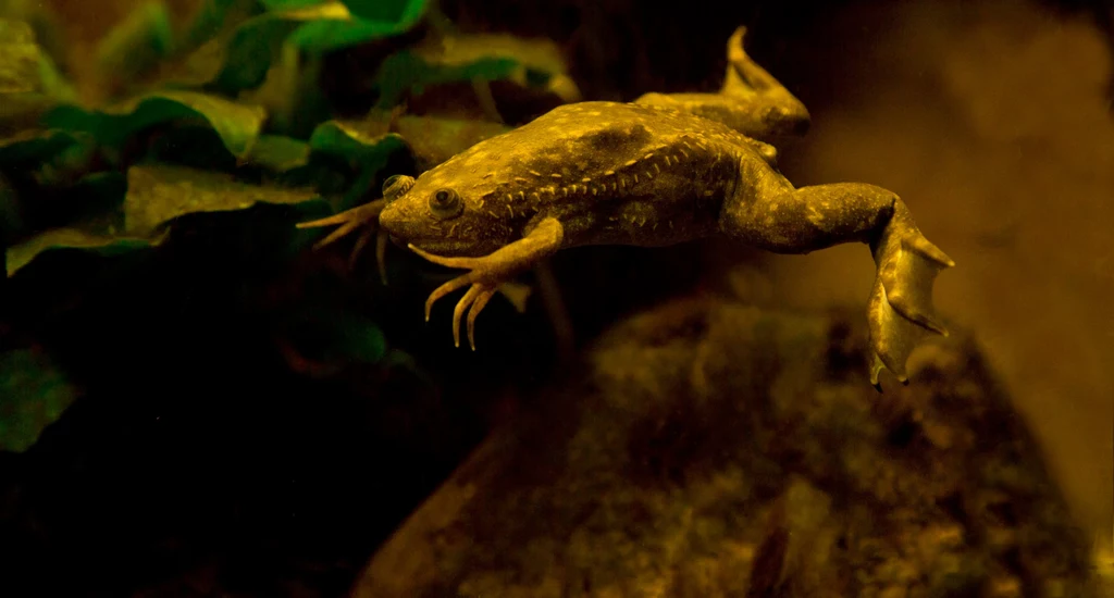 Żaba szponiasta była w stanie zregenerować utraconą kończynę z pomocą nowej techniki BioDome