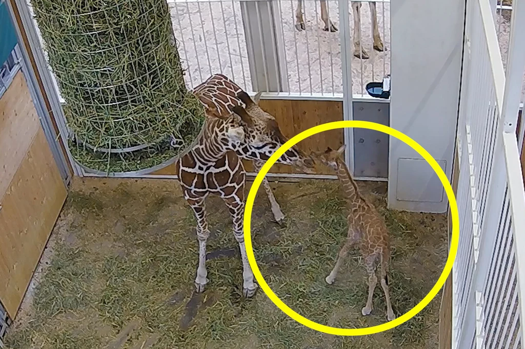 We wiedeńskim zoo po raz pierwszy od 10 lat przyszła na świat mała żyrafa. Zwierzę już teraz mierzy 1,70 m