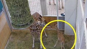 Żyrafa urodziła się w zoo w Austrii. Pierwszy raz od 10 lat