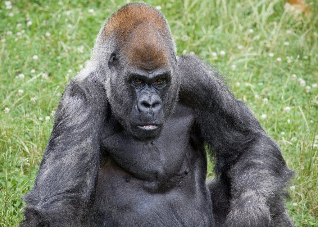 W zoo w Atlancie zmarł goryl Ozzie. Miał 61 lat i był najstarszym przedstawicielem swojego gatunku na świecie