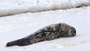 Gdzie naukowiec nie może, tam fokę pośle. Płetwonogi pomagają ludziom badać Antarktykę