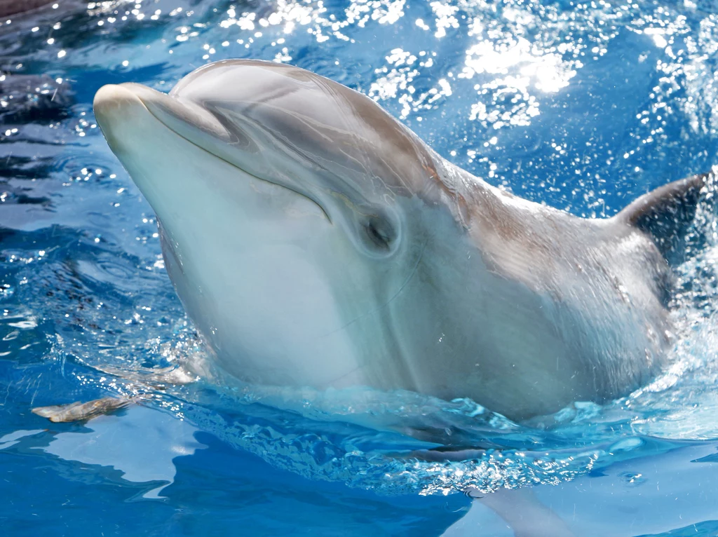 Delfiny porozumiewają się za pomocą zmiany wysokości swoich gwizdów (zdjęcie ilustracyjne).
