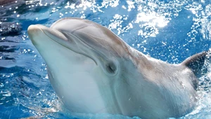 To nie krzyk, to nowe informacje. Delfiny komunikują się przez zmianę głośności gwizdów
