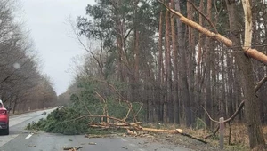 Strażacy w niedzielę wyjeżdżali do wielu powalonych drzew na drogach. 