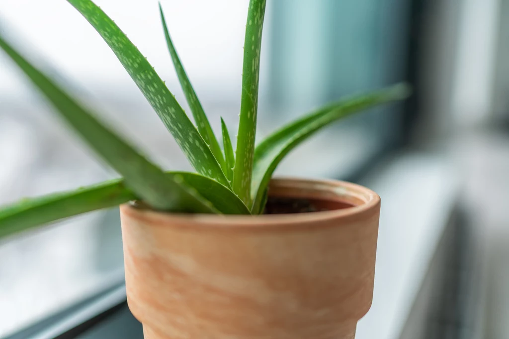 Aloes ma właściwości oczyszczające powietrze