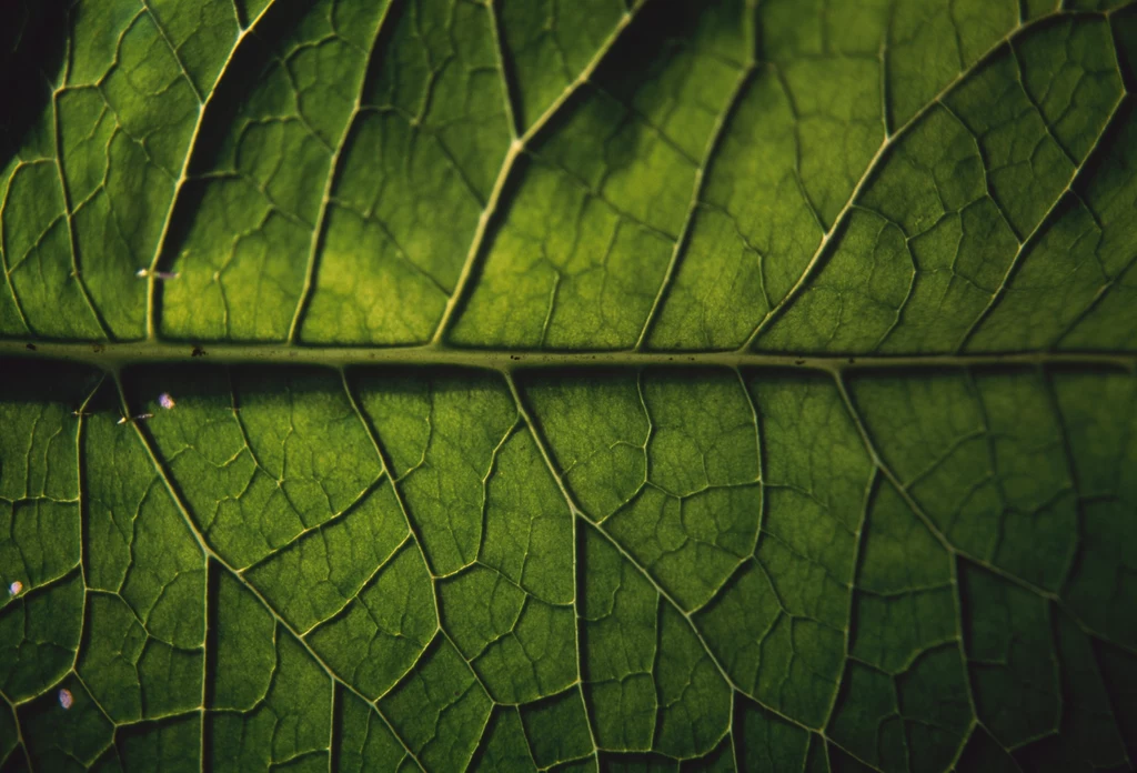 Naukowcy z USA opracowali "sztuczny liść", który wyjątkowo sprawnie radzi sobie z wychwytywaniem dwutlenku węgla z powietrza i spalin
