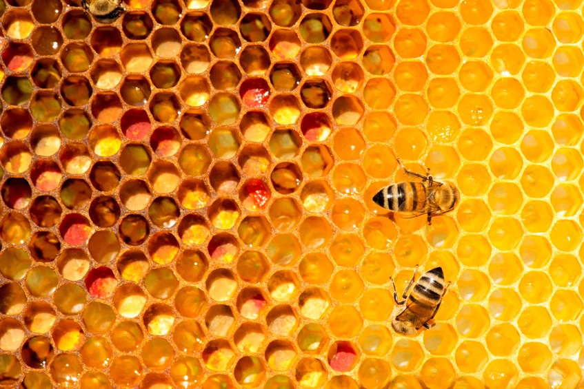 Pierzga pszczela jest formowana przez pszczoły i jest pokarmem zastępczym owadów