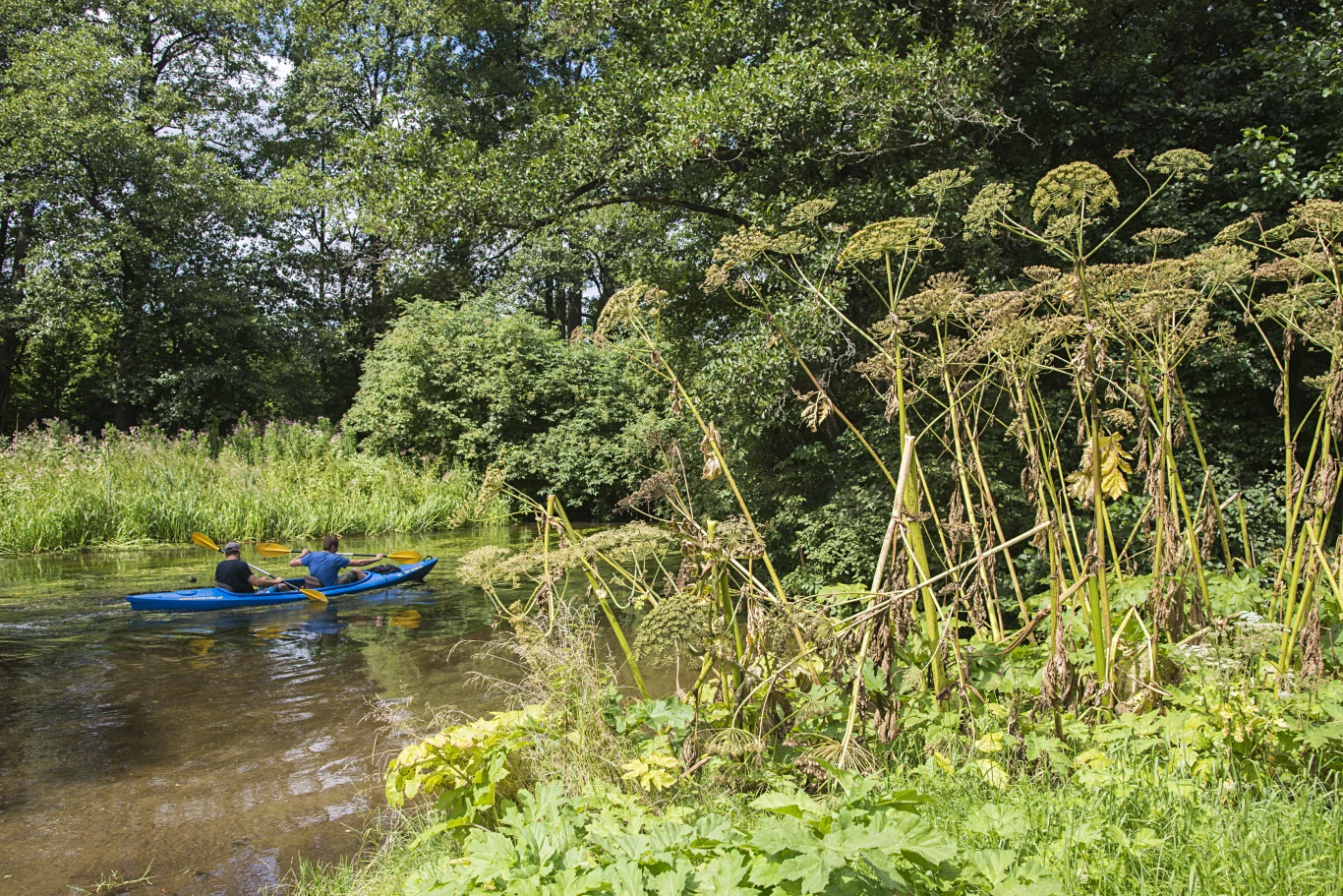 Barszczu Sosnowskiego nie wolno dotykać. Grozi to dotkliwymi oparzeniami.