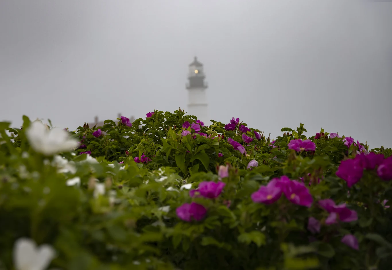 Róża pomarszczona szczególnie upodobała sobie tereny nadmorskie