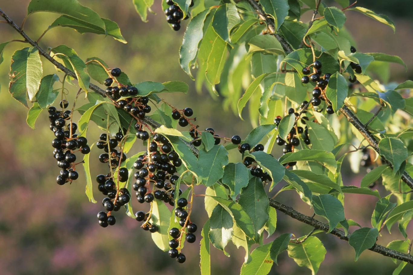 Czeremcha amerykańska to gatunek inwazyjny. Ale w niektórych krajach jej drewno i owoce są cenione