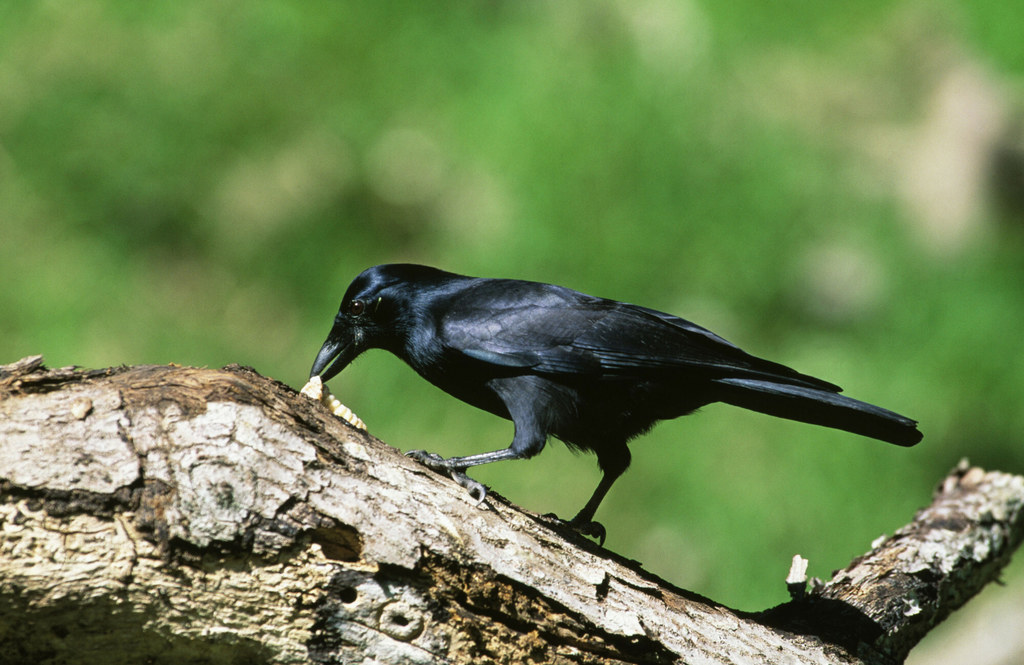 Szwedzki startup Corvid Cleaning do sprzątania niedopałków papierosów chce wykorzystać wrony