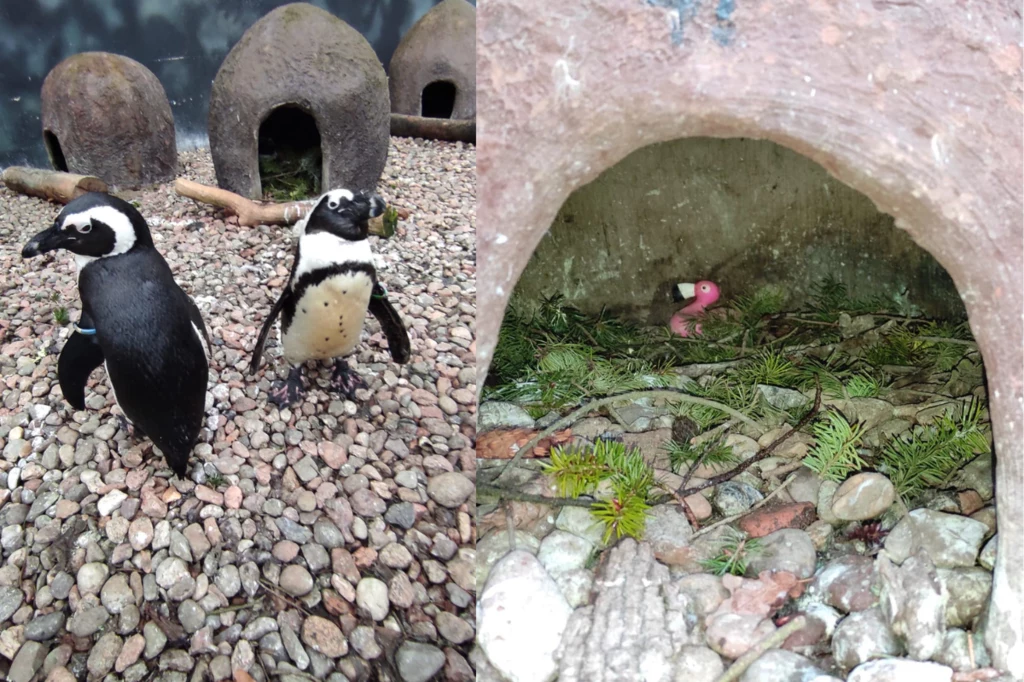Jednopłciowa par pingwinów żyje razem od kilku lat we wrocławskim zoo