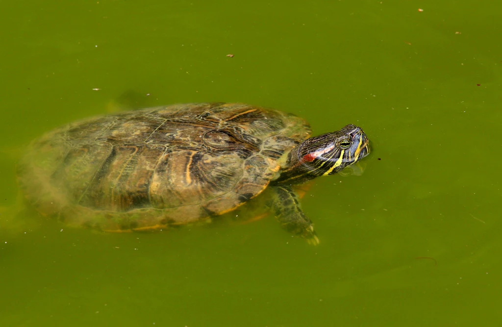 Żółwie czerwonolice są gatunkiem obcym, który występuje prawie na całym świecie.