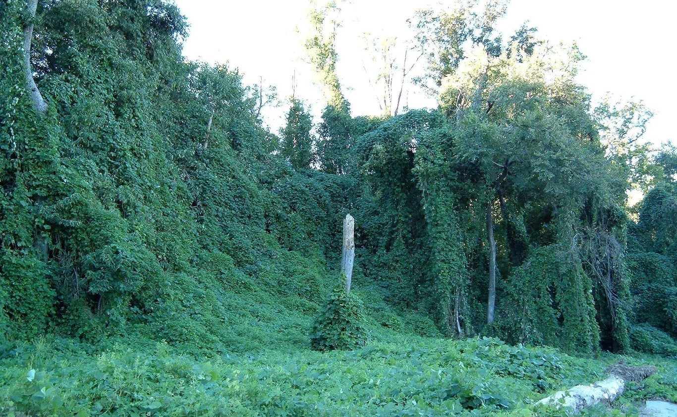 Kudzu porastające drzewa koło Atlanty. Kudzu porastające drzewa koło Atlanty.