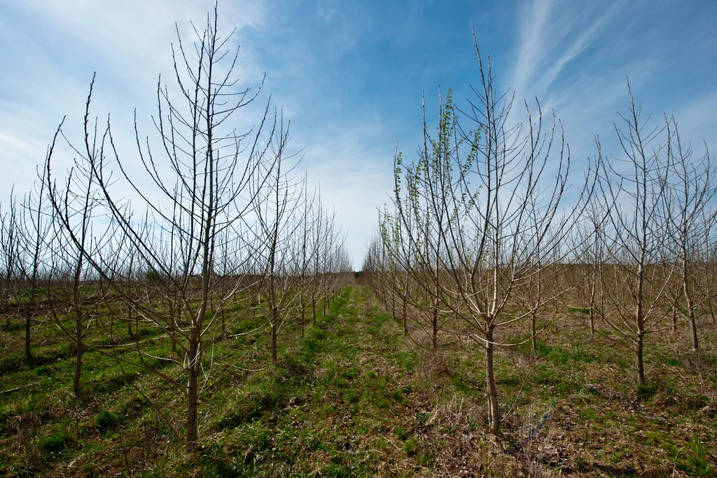 Największa plantacja biomasy w Europie, znajdująca się w Kwidzyniu (woj. pomorskie).