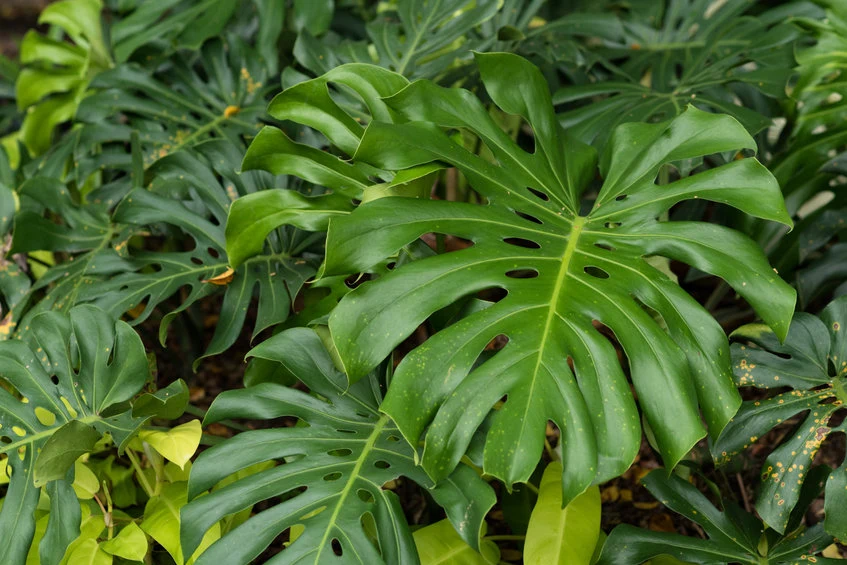 golden philodendron Philodendron Golden Crocodile