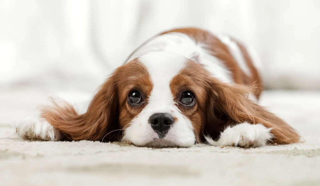 Cavalier King Charles Spaniel.